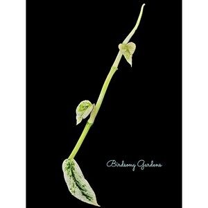 RARE Variegated Epipremnum Cebu Blue “Ghost” *Rooted* 3.5" Pot Entire Plant